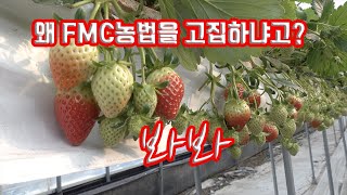 딸기 고설재배에 영양제 쓰지말고 단비(양액)만 가지고 농사가 가능하다?? 그러나 품질 수확량도 책임 질 수 …