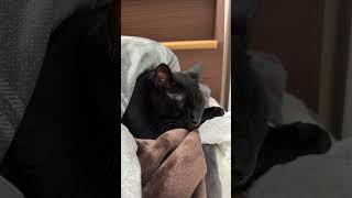 【黒猫】徐々に瞼が落ちていき、、、