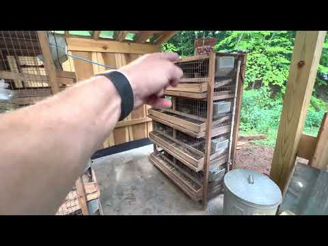 Quail Set up for max production!!