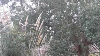 Rapoon - Tin of Drum