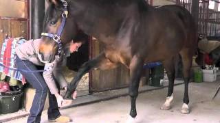 preview picture of video 'Pferdemassage, Cranio Sacrale Omnipathie® und Bodywork nach Jim Masterson'