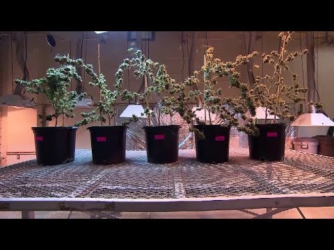 New York Marijuana Legalization