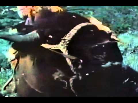 Plastic Ukulele Cover: The Ballad of Buffalo Jones (Buffalo Rider) ((Guy on a Buffalo))