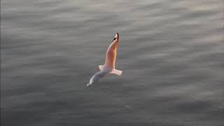 Amount, Schlepp Geist - Silverwings (Original Mix)