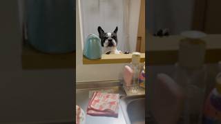 色々な場所を物色するフレブル