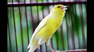 Download lagu masteran kenari jernih, jeda 10 detik aga cepat di hafal. mp3