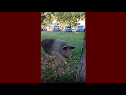 NOVI BEOGRAD BLOK 45  😀