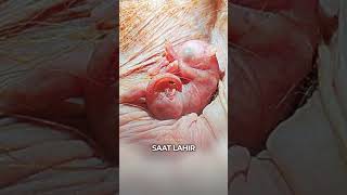 Download lagu Beda Banget Kalau Udah Gede❗Ternyata Begini Penampakan Bayi Kanguru Kalau Baru Lahir #short #kanguru mp3 Download lagu Beda Banget Kalau Udah Gede❗Ternyata Begini Penampakan Bayi Kanguru Kalau Baru Lahir #short #kanguru mp3