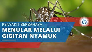 Demam Berdarah, Penyakit yang Menular Melalui Gigitan Nyamuk