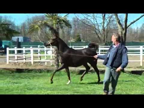 L B  NADIRA  AJMAN MONISCIONE X HAKUNA MATATA