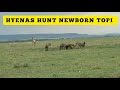 JACKALS TRY HUNTING NEWBORN TOPI UNSUCCESSFULLY BUT HYENAS DID IT SUCCESSFULLY