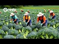 How Farmer Harvesting Tons Of Broccoli Modern Vegetable Farming Agriculture Technology