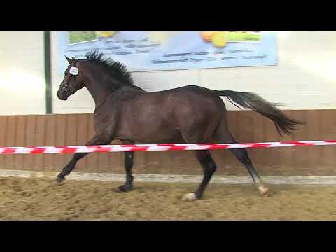 29. Mecklenburger Körtage - Kat.Nr. 82 Hengst v. Special Effect