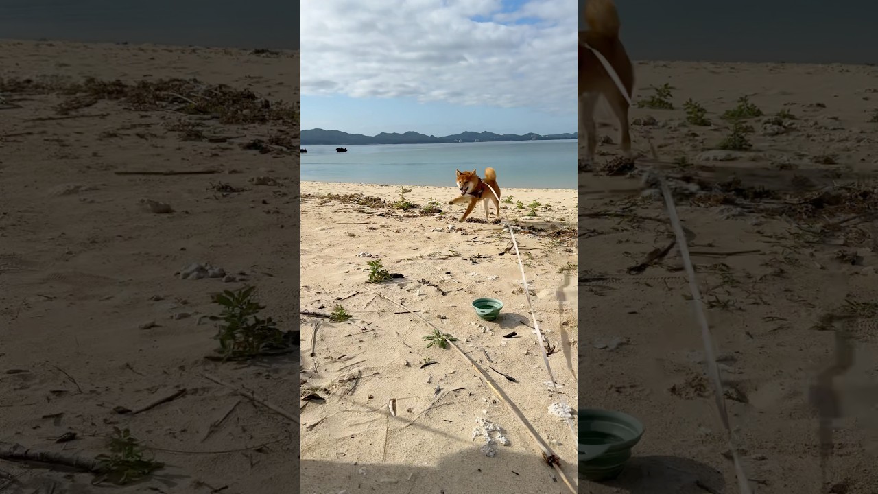 呼んだら走ってくる柴犬 #柴犬 #柴犬てぃーだ #柴犬なだ