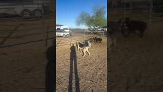 Video preview image #1 Siberian Husky Puppy For Sale in Chandler, AZ, USA