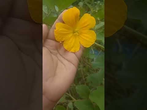 flowers  #love #newsongandoldsong  #flowers  #nature  #song