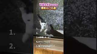 なんで可愛いのかしら #猫#動物#おもしろ動画