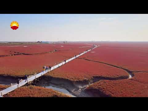 The magnificent Red Beach near CNPC's Liaohe oilfield