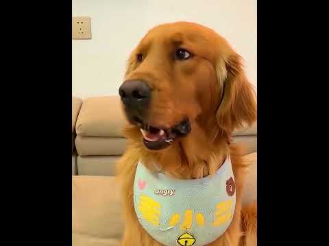 The Dog He Always Teased Protected His Home When It Mattered Most #shorts