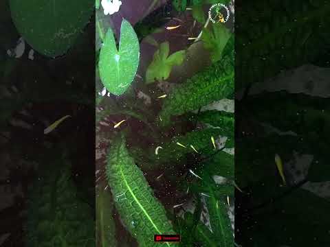 1month old danio fry #fishchannel #fishkeeping #glofishdanio