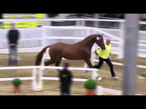 Hannoveraner Prämienhengst | Don Juan x Londonderry | 2014