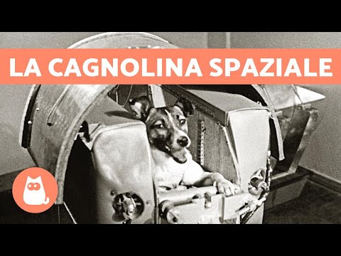 La VERA storia di Laika, la CUCCIOLA ASTRONAUTA 🐶 🚀