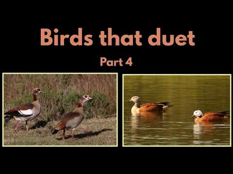 BIRDS THAT DUET - part 4 - Egyptian Goose and South African Shelduck duets