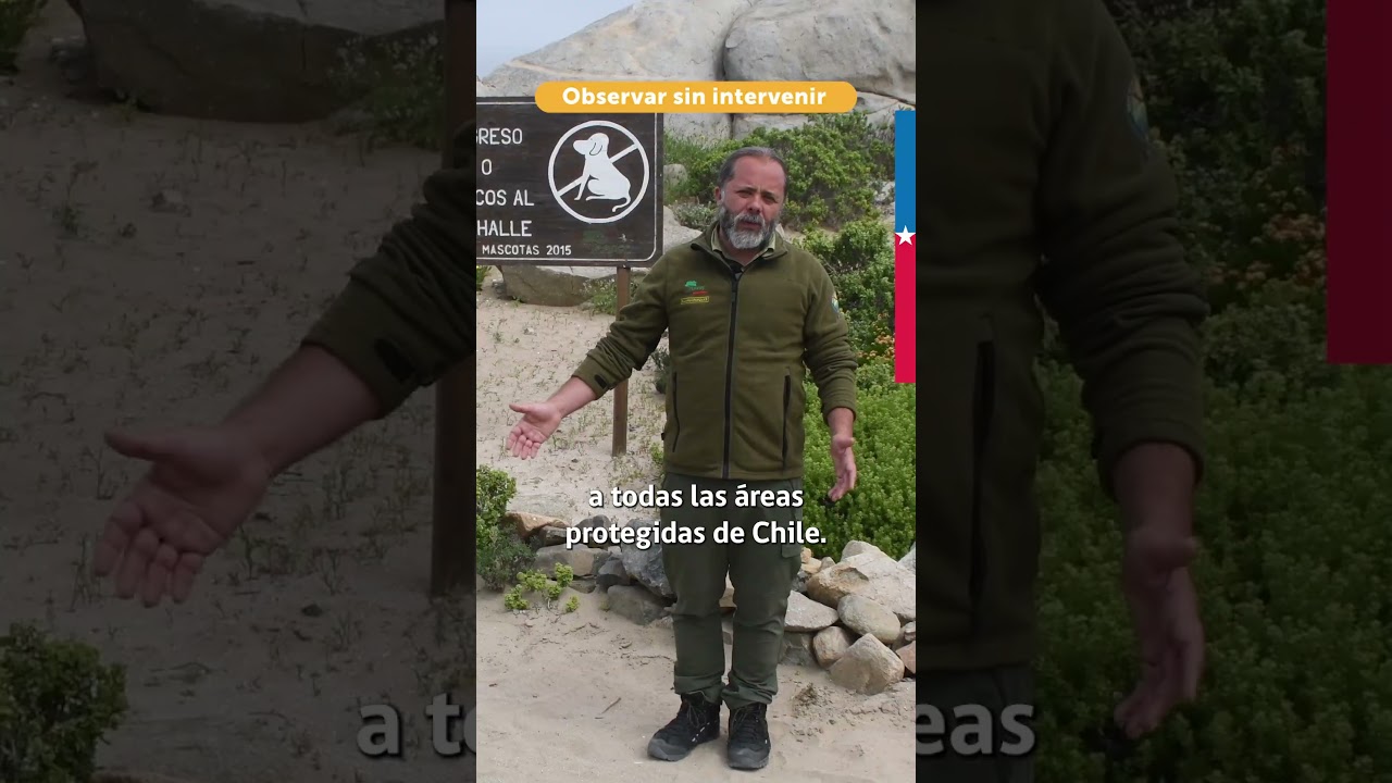 El equipo del Parque Nacional Llanos de Challe invita a observar sin intervenir el Desierto Florido