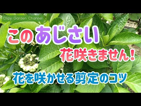  2月のアジサイの剪定：豪華な花を咲かせるには？  庭園