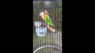 Download lagu lb konslet bob marley, ngekek mangap mp3