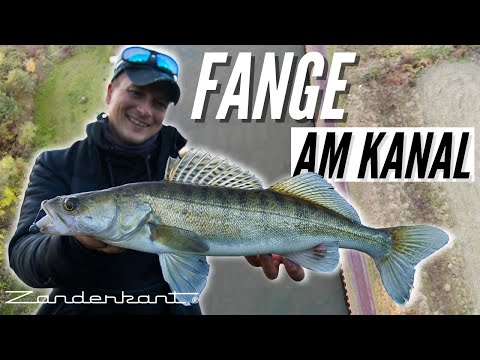 These techniques catch zander on the canal