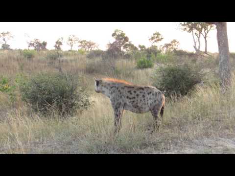 Hyena walking next to the OSV in Kruger