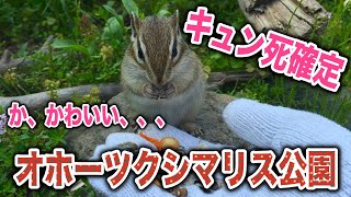 preview picture of video 'オホーツクシマリス公園でキュン死しませんか？ -Visit Okhotsk Chipmunk Park'