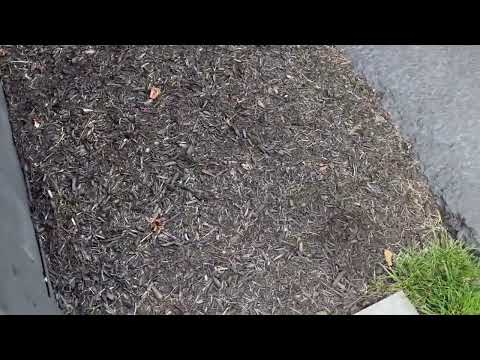 Lots of Cicada Killer Wasps Found Around the Property in Pine Beach, NJ