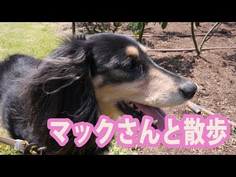 【Vlog】マックさんと散歩【ダックスフント】