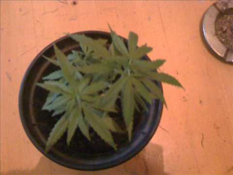 mc lon e chiquinho amaral   vamos fuma uma ponta 