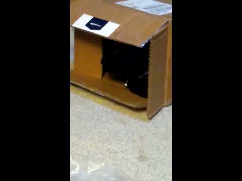 cats playing in a box