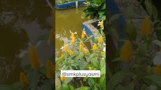 Download lagu Apa nama bunga ini? mp3 Download lagu Apa nama bunga ini? mp3