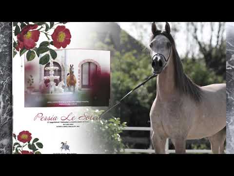 Promotional Video | Arabian Horse Magazine N1_2021