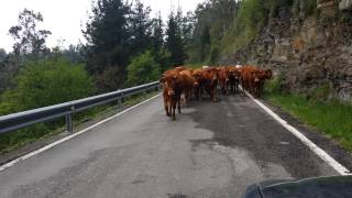 preview picture of video 'Cantabria 4K Un pequeño incidente en mi camino de Toranzo a Cieza,'