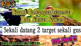 Download lagu MP3||SUARA PIKAT GABUNGAN MANDAR DAN SINTAR SAWAH JAMIN AMPUH mp3