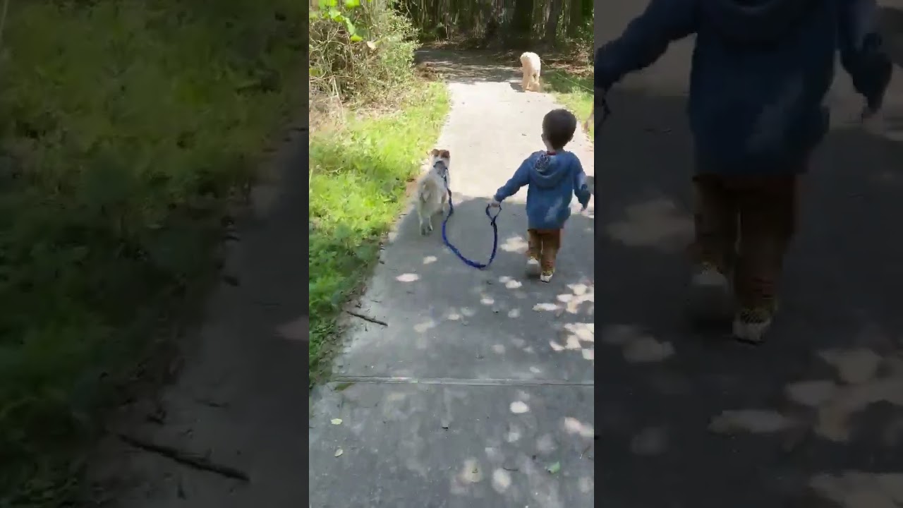 Enlarge Scooter, a Adoptable mixed breed in Crosby, TX video 6/6