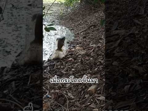 Ep.469 ปลาที่กระโดดขึ้นมา !!