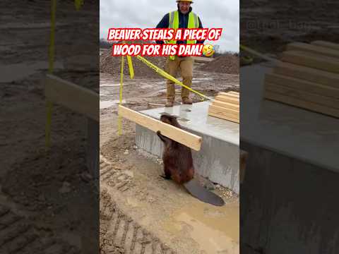 Beaver taking his lumber back! #funny #wildlife #animals