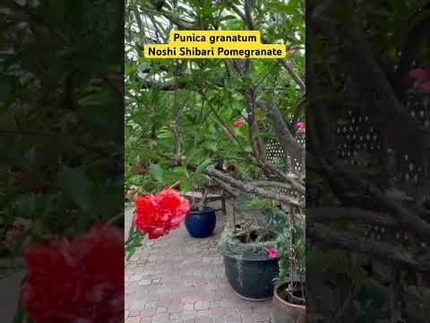 Punica garanatum | Noshi Shibari Pomegranate | Flowering Pomegranate | Ornamental Pomegranate.