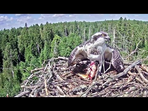 Kalakotkas2~Big fish for UW by Ivo ~ 2:29 pm 2020/08/09