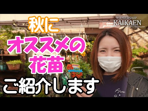 凍らない屋外植物：秋に植える10種以上  庭園