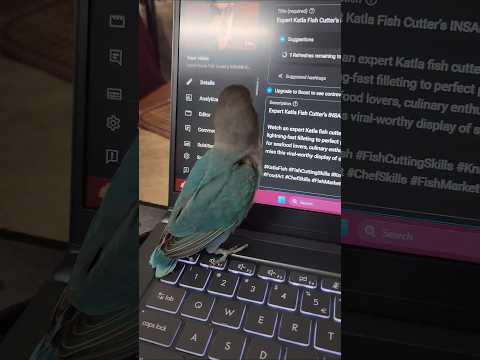 Adorable Love Birds Activity 🕊️  Cute Moments & Daily Routine #shorts