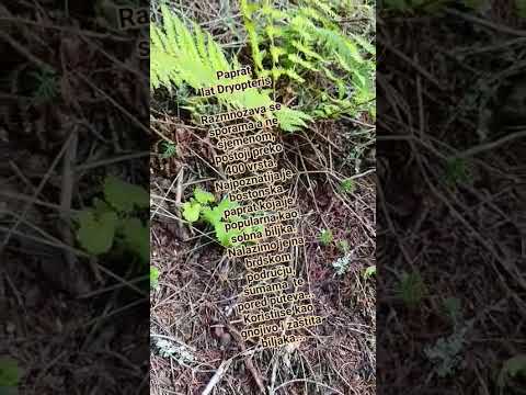 Paprat - korov ali i korisna biljka #paprat #biljke #šuma #priroda
