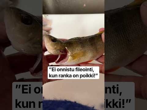 Ahvenen Fileointi Ei Onnistu, Jos Väännät Siltä Niskat Nurin! Totta Vai Tarua?